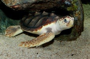 Loggerhead_Sea_Turtle