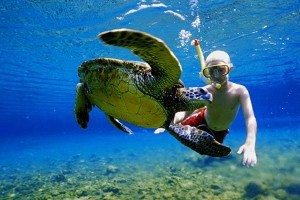 turtle_snorkel