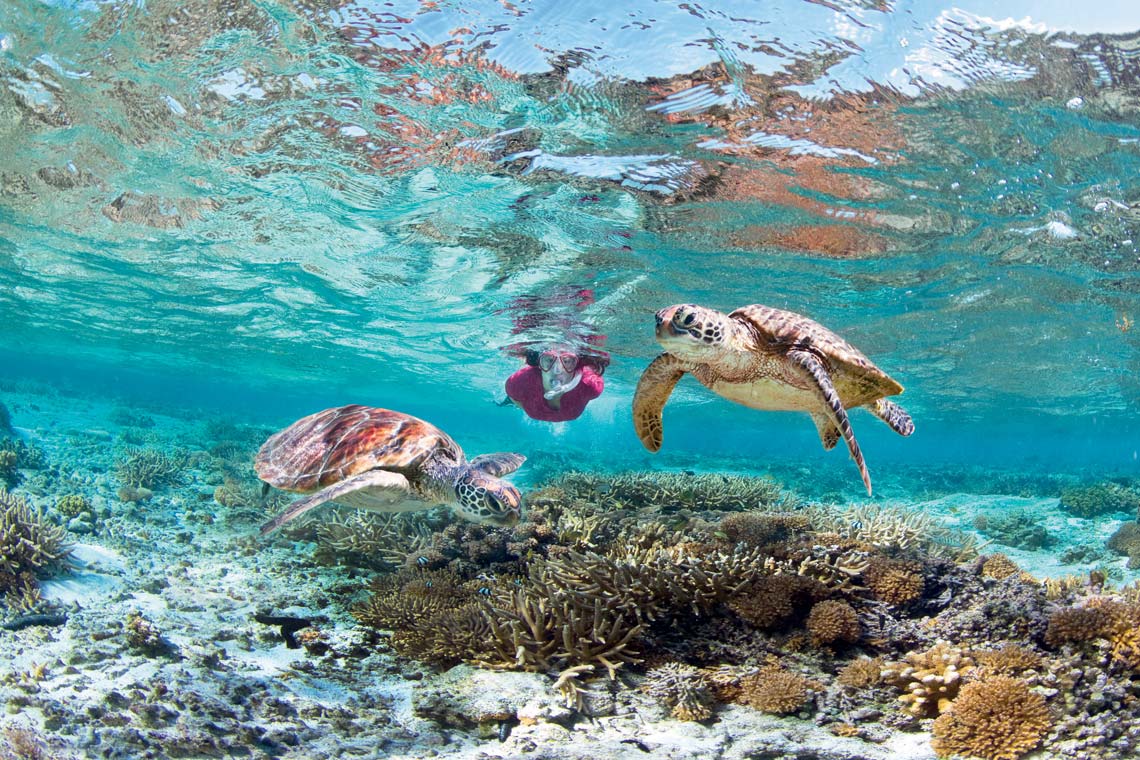 Great Barrier Reef Snorkeling on Opal Reef
